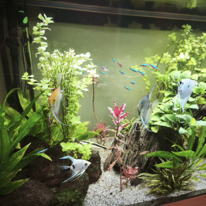 Vend aquarium 450l plus poissons