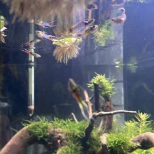 Guppys endler à donner