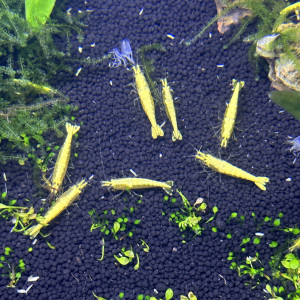 neocaridina yellow neon haut grade