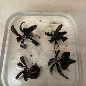 Aquarium plant Bucephalandra kedagang