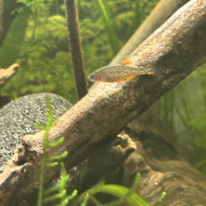 Don 2 Danio margaritatus (Galaxy)