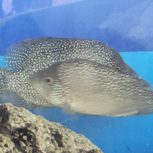 cichlides americains texas cpl adulte +-22cm