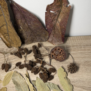 Pack M décoration naturelle pour aquarium biotope