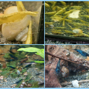 Crevettes yellow neon