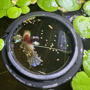 Cercle avec ventouse pour nourriture ou plante
