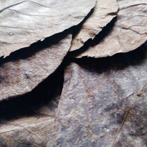 Feuilles de catappa x10 – grandes (20–30 cm) – biotope aquarium crevette