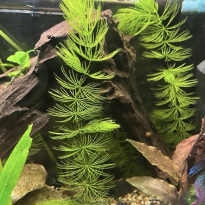 Ceratophyllum demersum