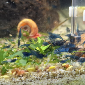 Crevette neocaridina blue velvet