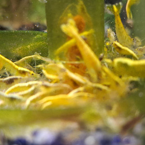 Crevettes neocaridina yellow neon
