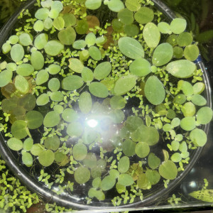Limnobium laevigatum