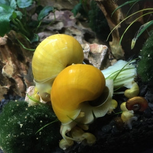 Escargots pomme