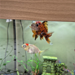 Poisson Japonais