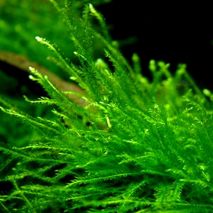 Plante aquarium / Mousse de Java