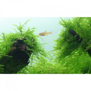 Plante aquarium / Mousse de Java