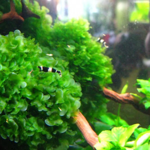Mousse Varech d'eau / Lomariopsis Lineata/ Plante Aquarium