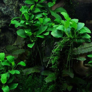 Divers pieds de plantes d'Anubias pour aquarium
