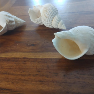 Lot de 3 Coquillages / Décoration