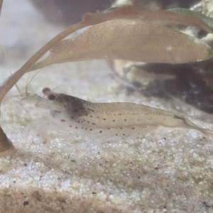 Crevettes amano