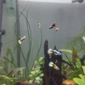 Guppy mâles lemon et lemon/red