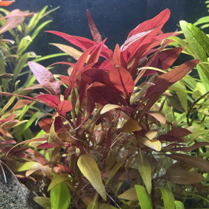 Plantes