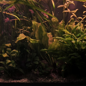 Urgent cause séparation vente aquarium amazonien