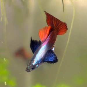 Guppy sélection couple  Dumbo red tail