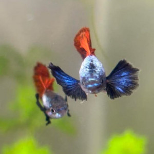 Guppy sélection couple  Dumbo red tail