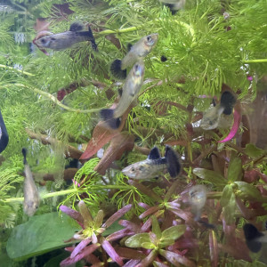 Guppy sélection Cobra blue navy
