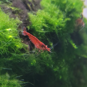 Crevettes red cherry
