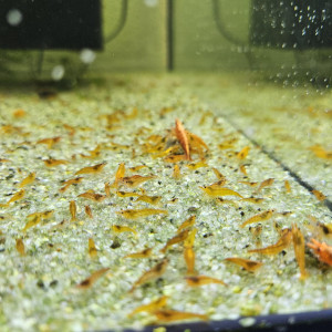 Neocaridina orange sunkist