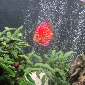 Discus Checkerboard Stendker d'élevage 13cm
