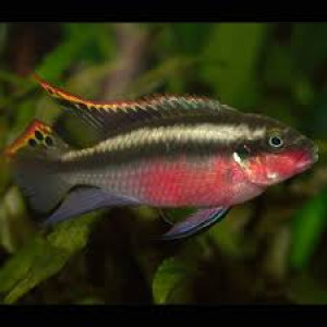Pelvicachromis pulcher