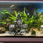 Aquariophile Julien-74150
