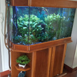 Aquariophile domi56