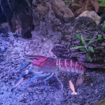 Aquariophile Gardoneux