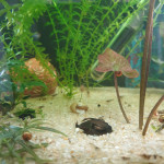 Aquariophile Lolita89