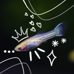 Aquariophile FrenchieFishi