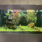 Aquariophile Gillesgad