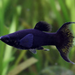 Aquariophile Mimine_38