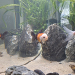 Aquariophile fuzzytooth