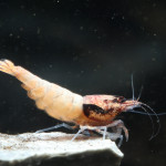 Aquariophile eric2591