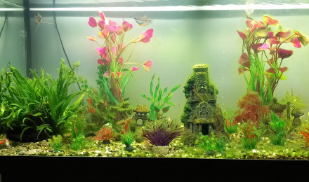 aquarium bac asie du sud est  240 litres