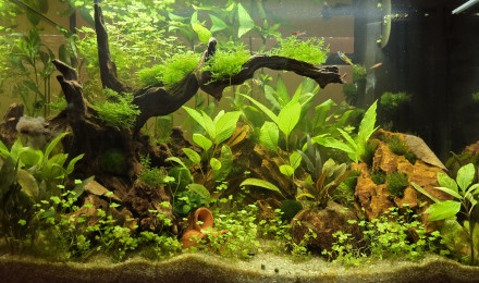 aquarium Juwel Primo 70L