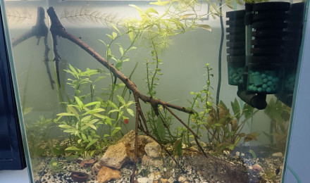 aquarium Le ptit bac à crevettes