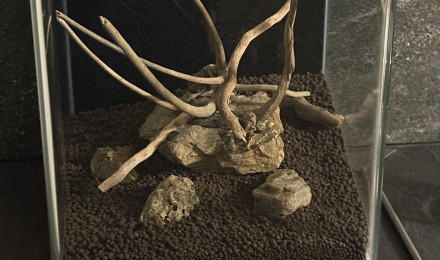 aquarium Nano nature