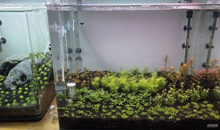 aquarium 70l hollandais