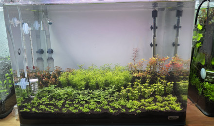 aquarium 70l hollandais
