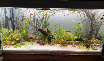 aquarium Mon 200L