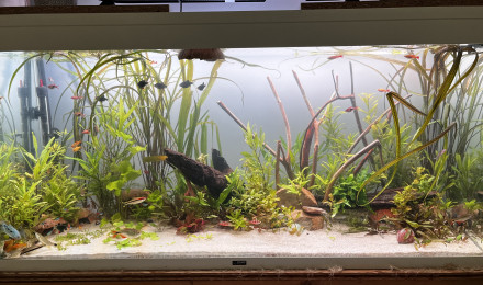 aquarium Mon 200L