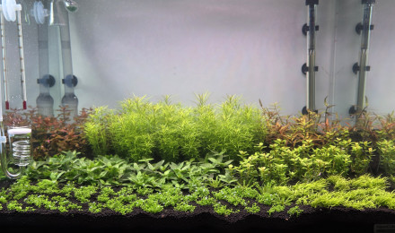 aquarium 70l hollandais